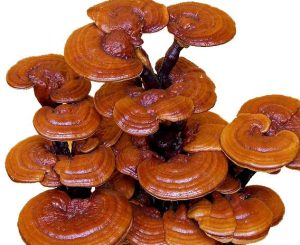 Nấm Linh Chi khô Gia Lai giá bao nhiêu?