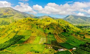 Vẻ đẹp mùa hoa dã quỳ tại Chư Đăng Ya